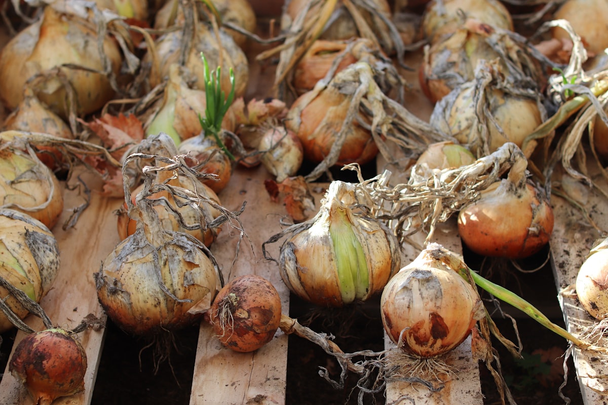 Fermentados de primavera